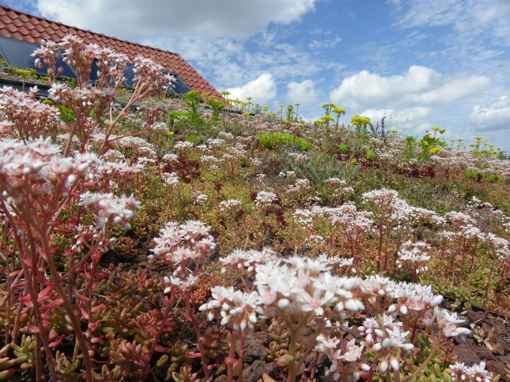 Villa Fleur De Ciel Loos-en-Gohelle Esterno foto